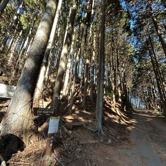 こんな感じの道くだってきた