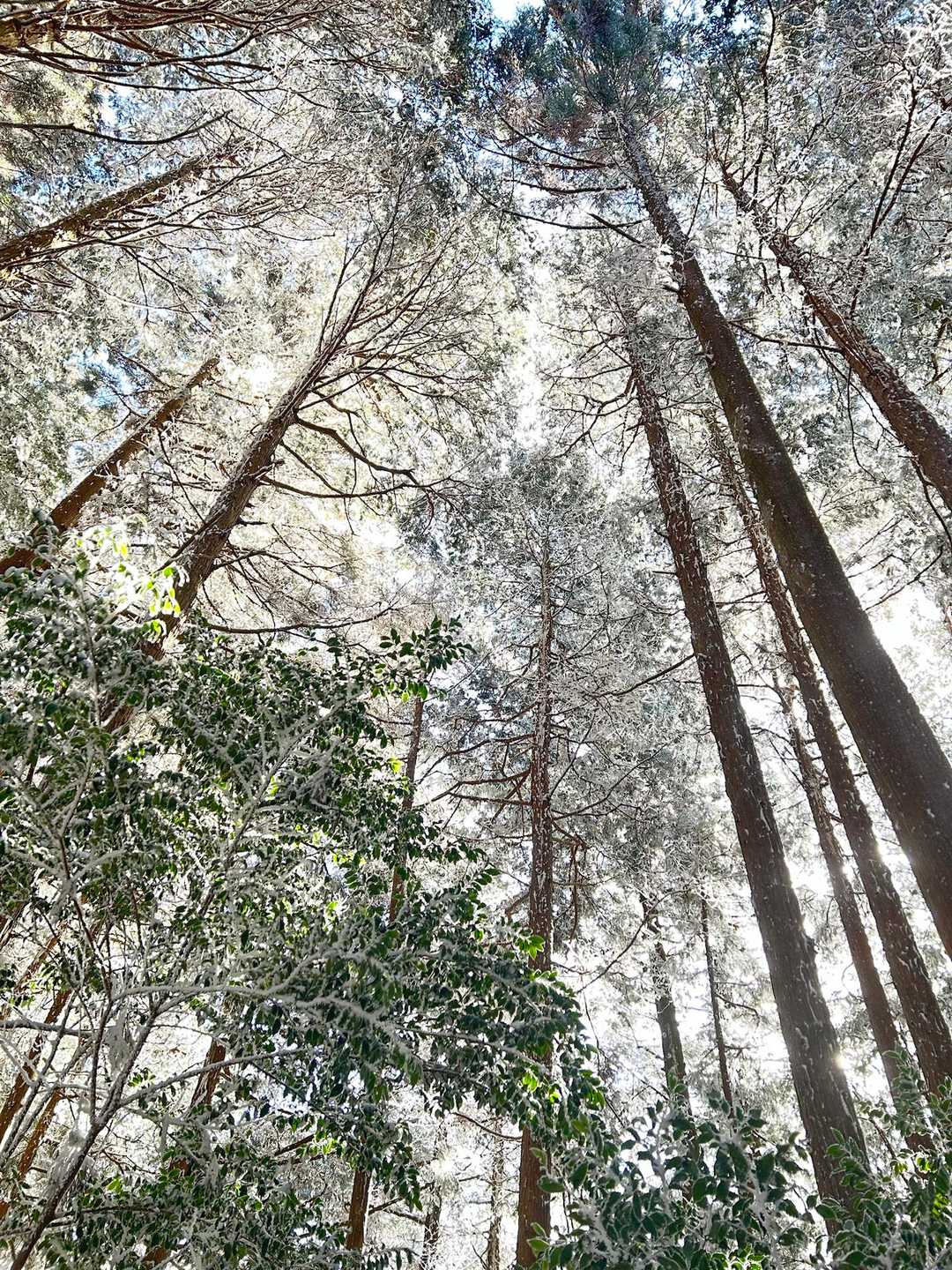 額堂山-森ヶ嶺登山口-森ヶ嶺-ふっこし峠-高野御前山-まさ 周回コースの写真