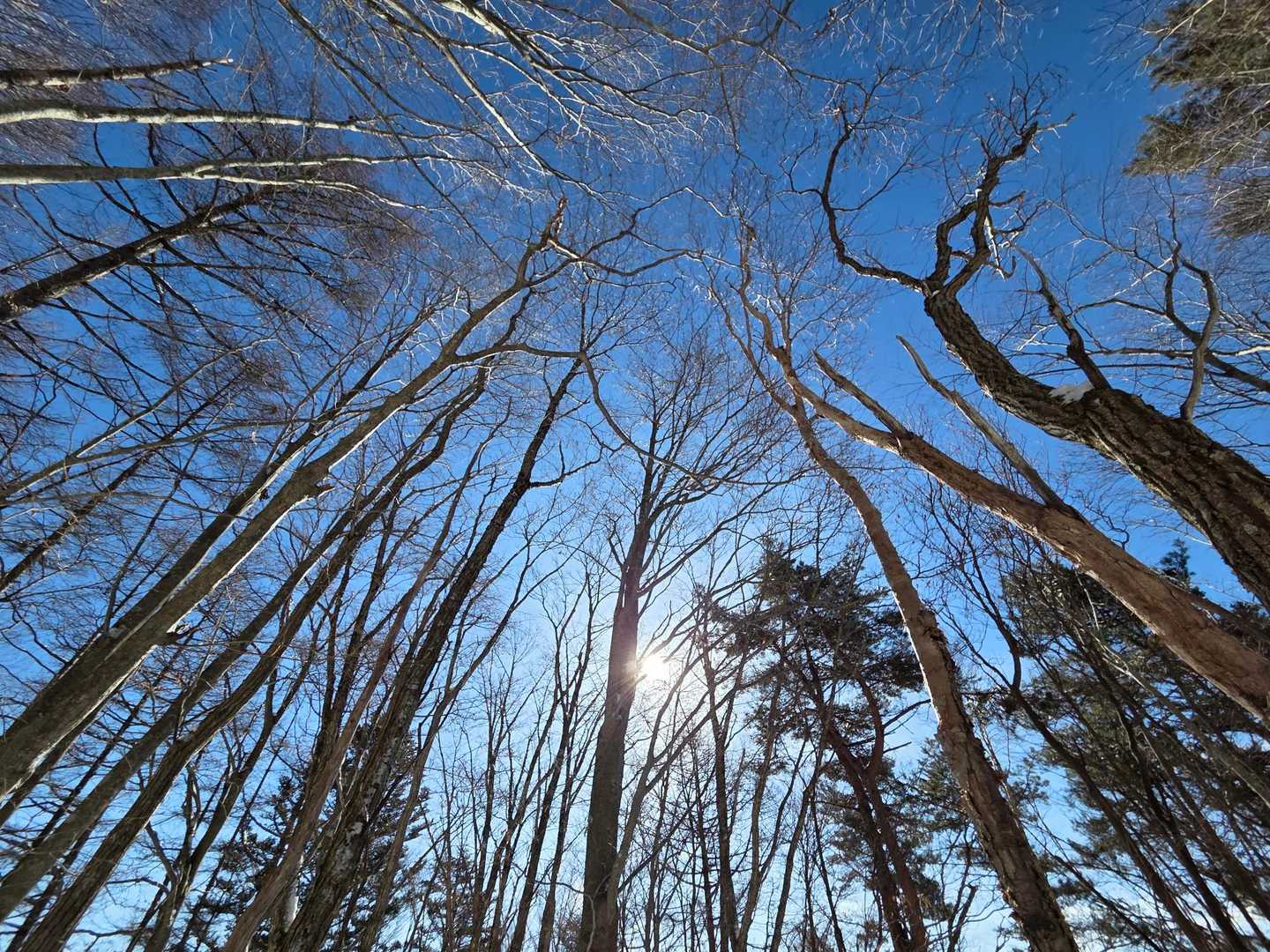 雪が融けてしまいそうな好天☀️