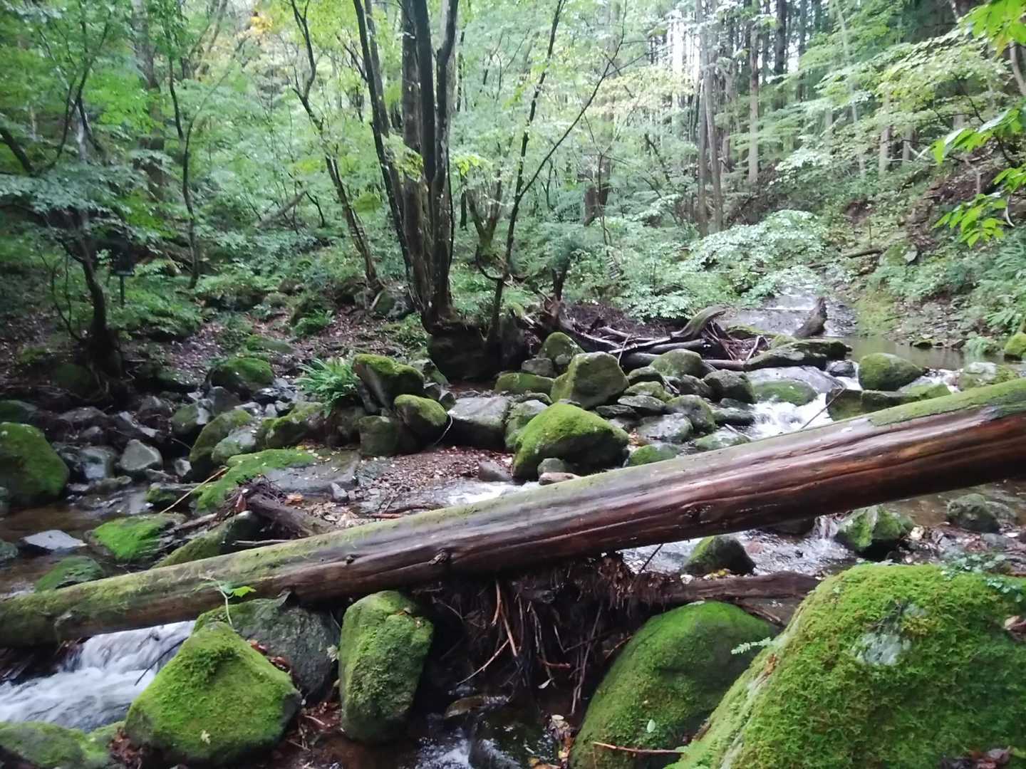 渡渉が続く。踏み跡不明瞭、ピンテもわかりにくいので注意が必要