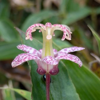 雨に濡れ 更に華やかだ