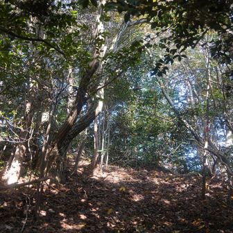 YAMAPの赤線ルートは、お墓から先が薮のようだったので、皆んなの軌跡を利用して歩いた
グレーピークのようなルートだったが、此方のルートは頂上までピンクテープが続いていた😄