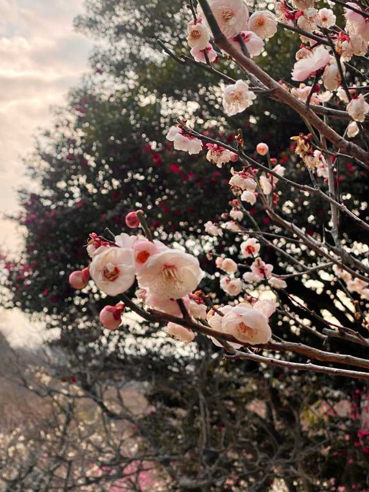 岡本梅林公園 保久良神社⛩️の梅🌸  / kinocoさんのモーメント