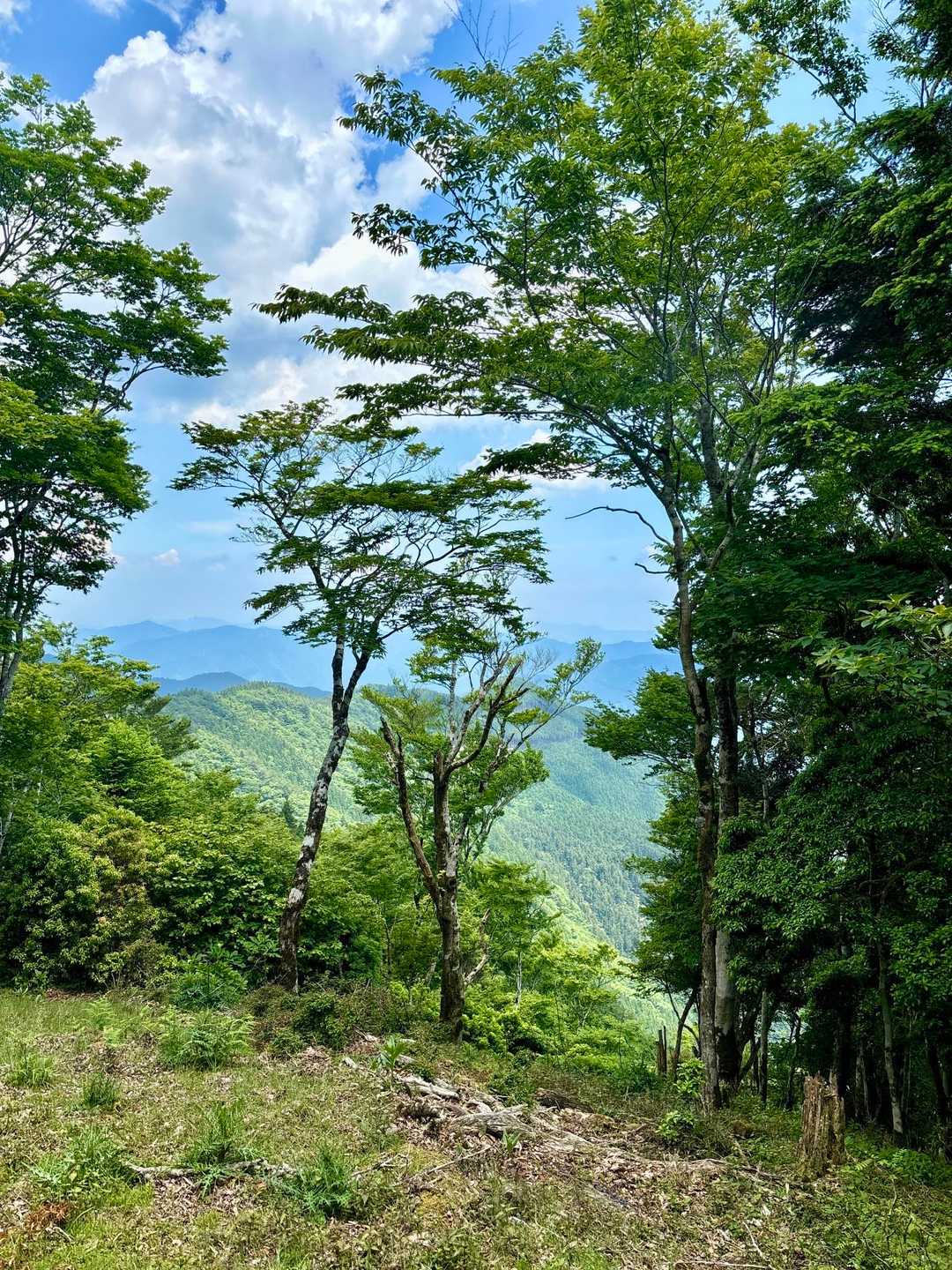 高丸山登山口-三つ尾の峠-高丸山-旗立山-赤石丸 周回コースの写真