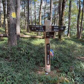 黒エンジュ
木🌲の事❓どれがエンジュなのかがわからない🤔

よく見ると道標にガリガリ爪痕や黒い毛が付いてる😱
丸太🪵の防腐剤の匂いがお好みだって🐻