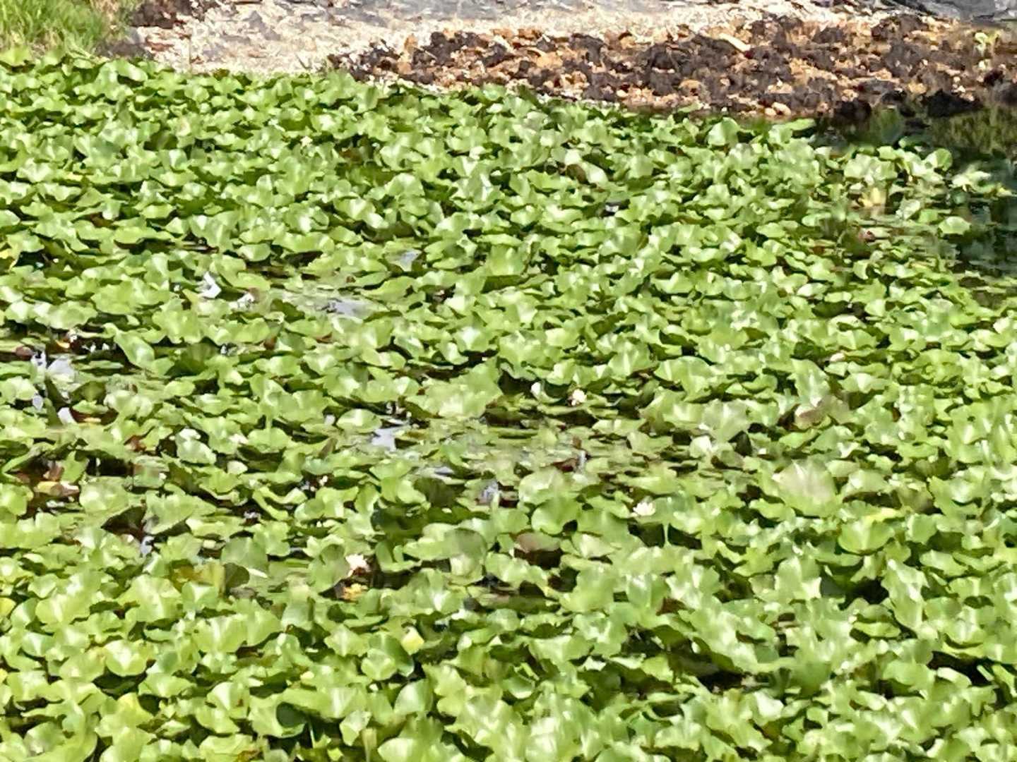 スイレンのお花は終わってました💧