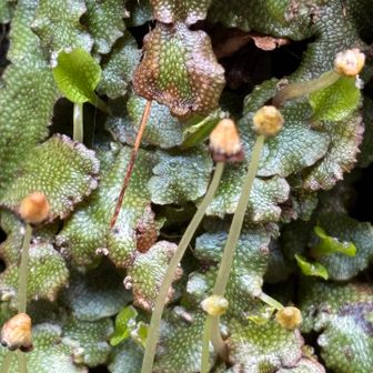 Google先生によるとジャゴケ