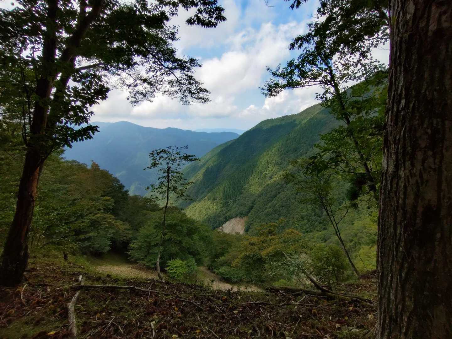 登山道からの景色②