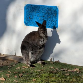 ひなたぼっこ中のワラビー