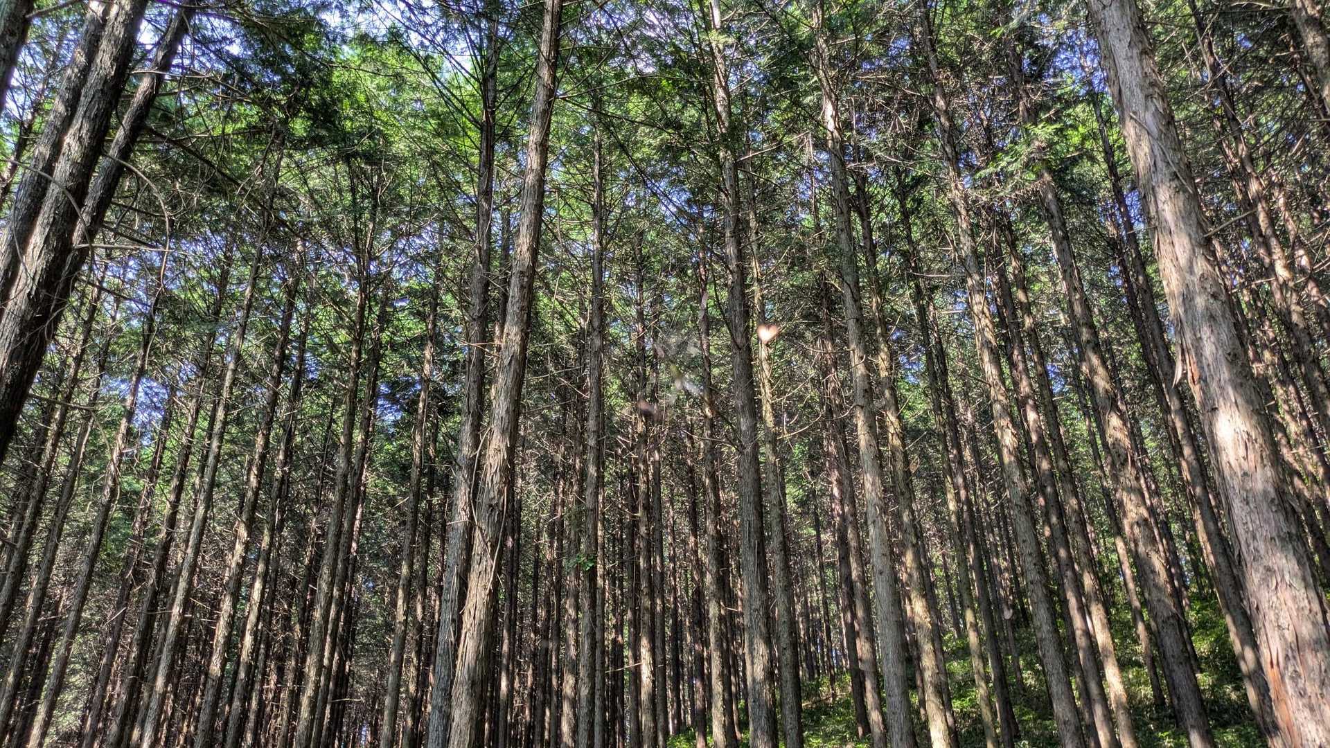 屏風山 周回コースの写真