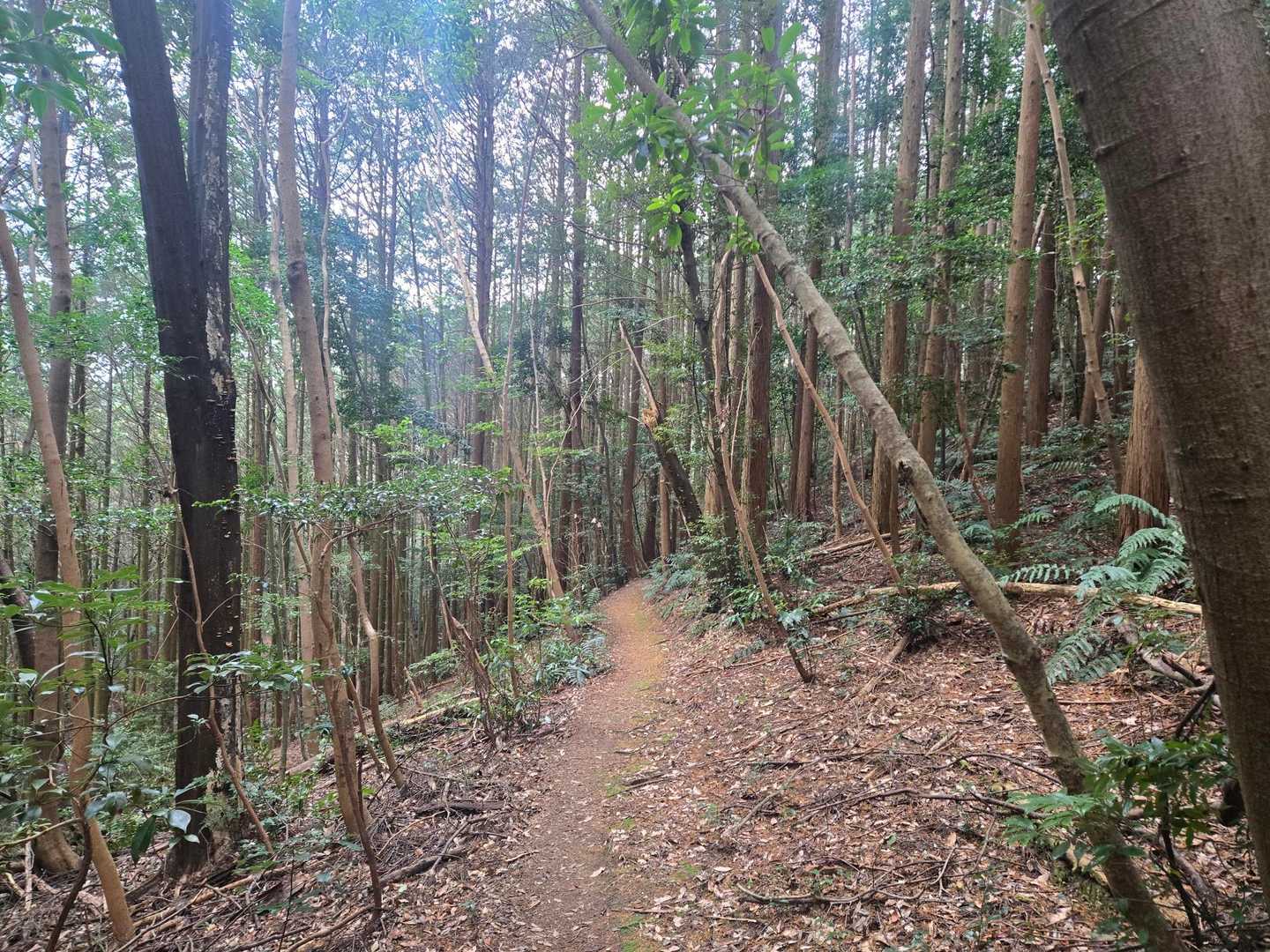 明星山 周回コースの写真