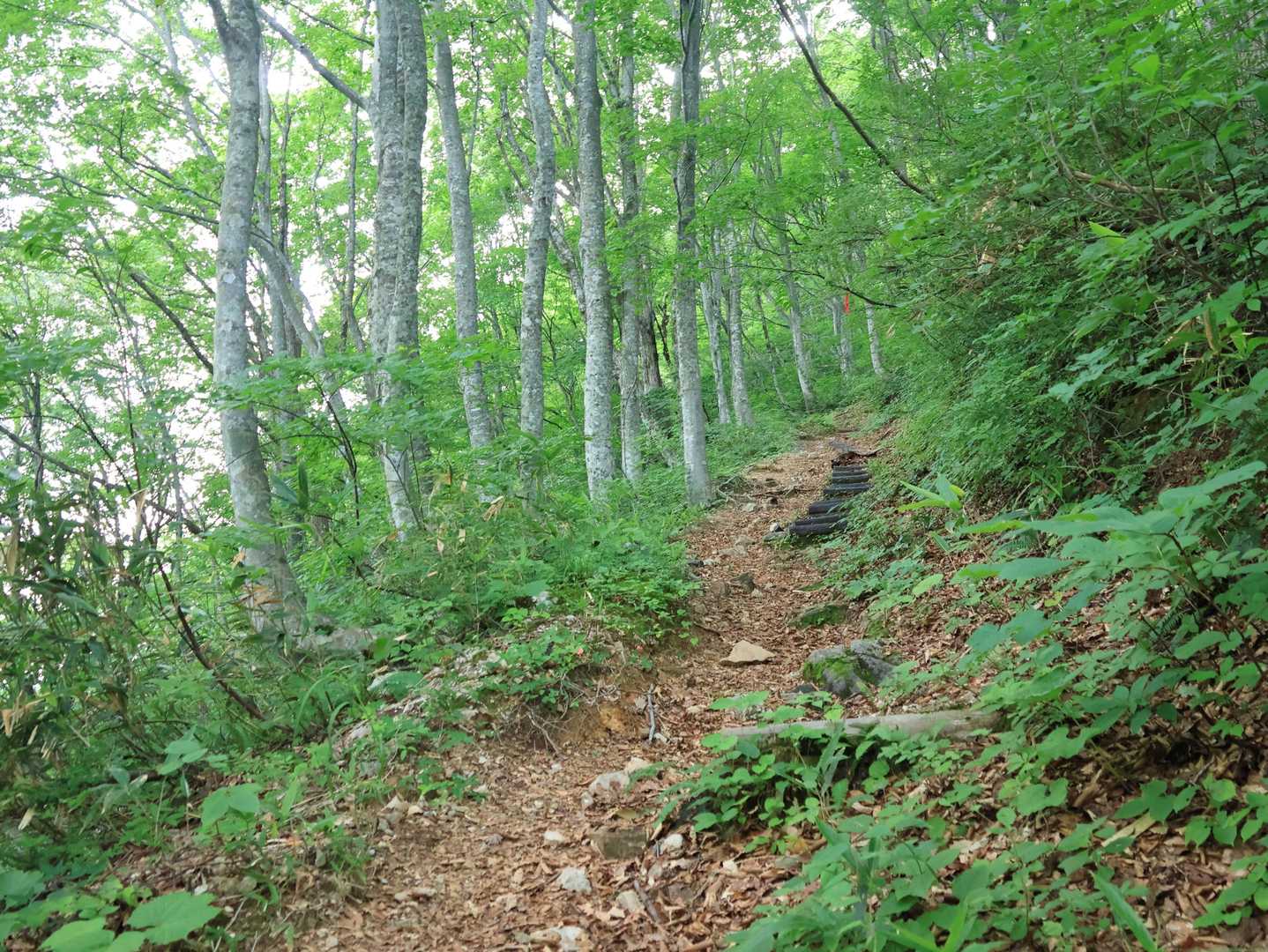 最初は雑木林🌳のゆるい登り坂
この辺りから階段が出てきます