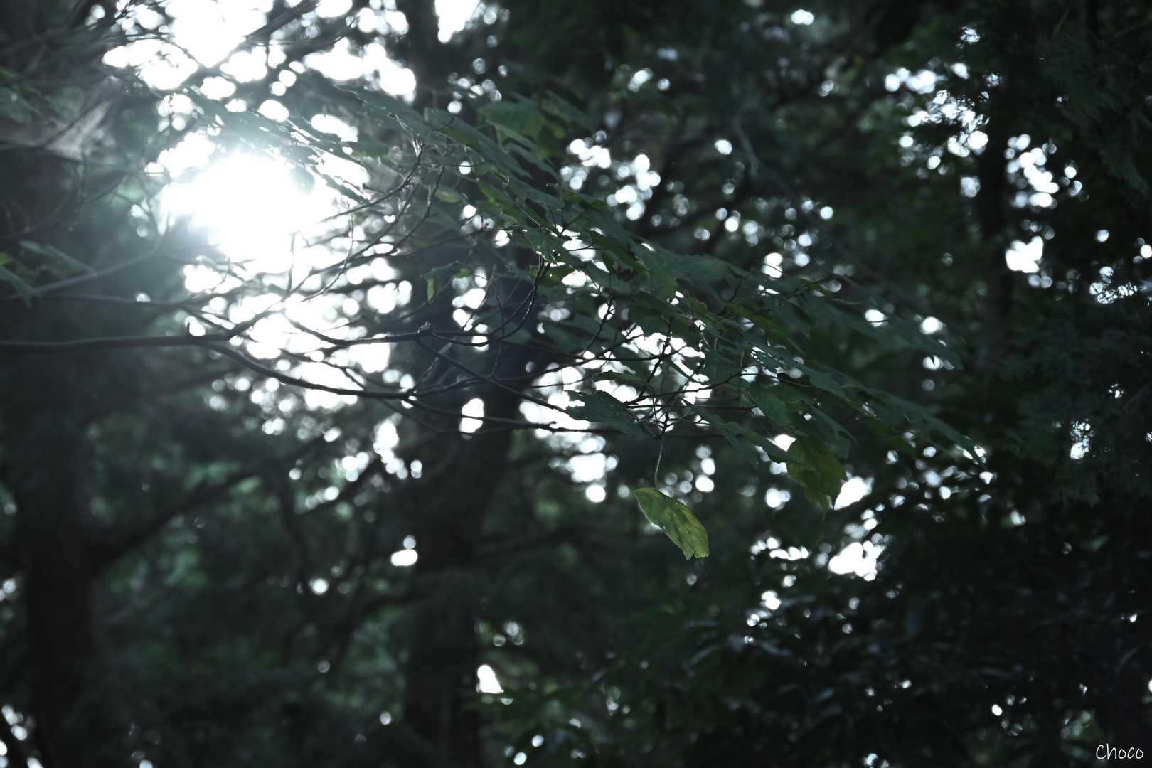 皿山公園バス停-岳城山 往復コースの写真