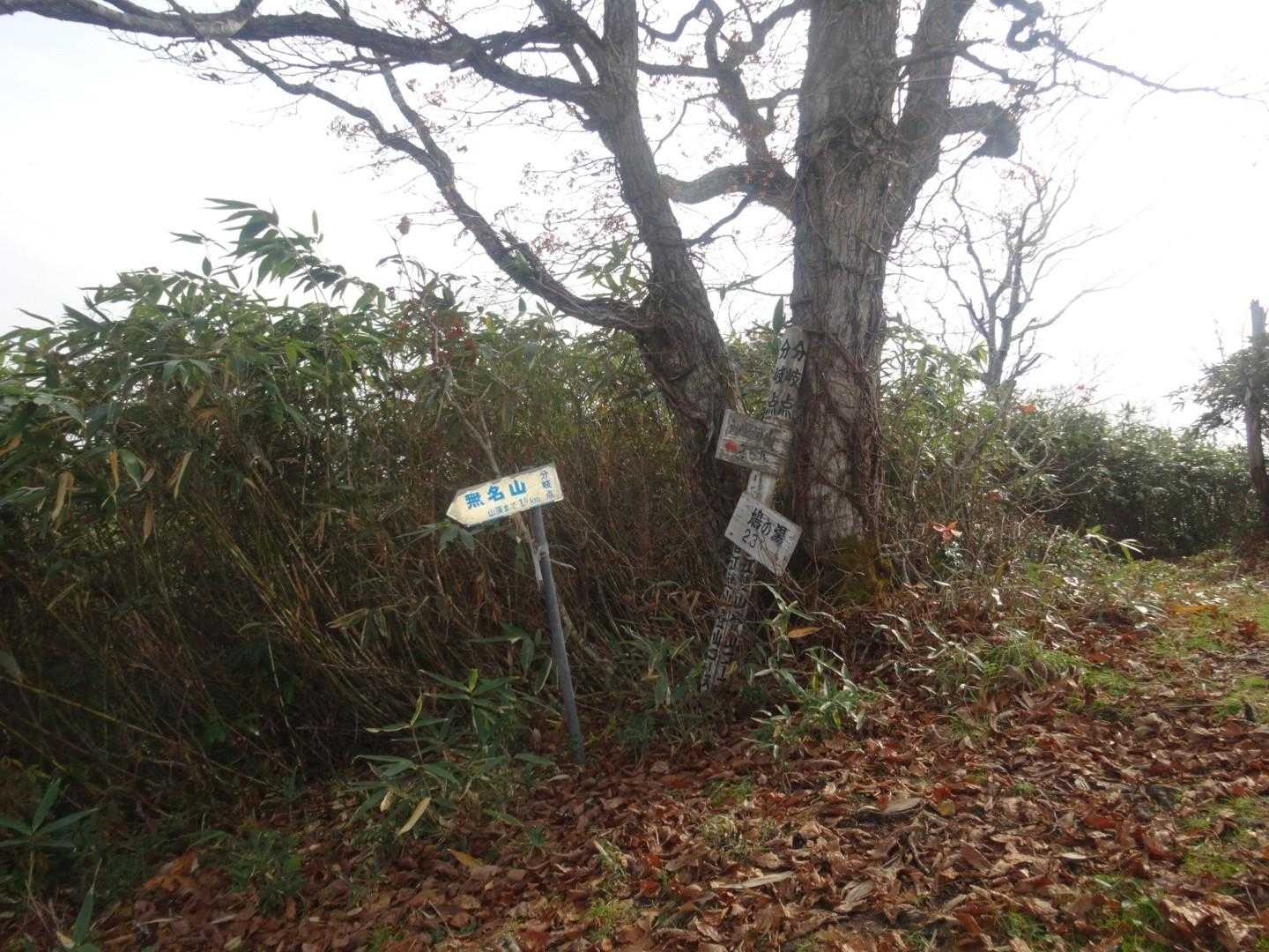 無名山・音江山分岐✨
ここからは楽しい尾根歩きの始まりです♪