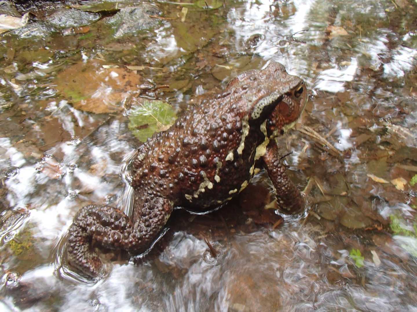 気持ち☔弱くなったタイミングで下山開始⤵️😙
🐸君達がとても元気でした😅