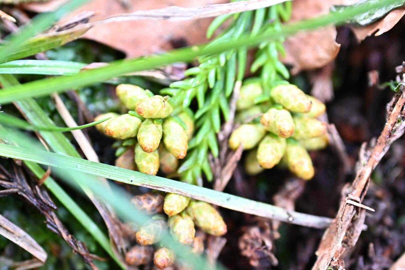 花粉症🤧