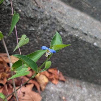 ツユクサ