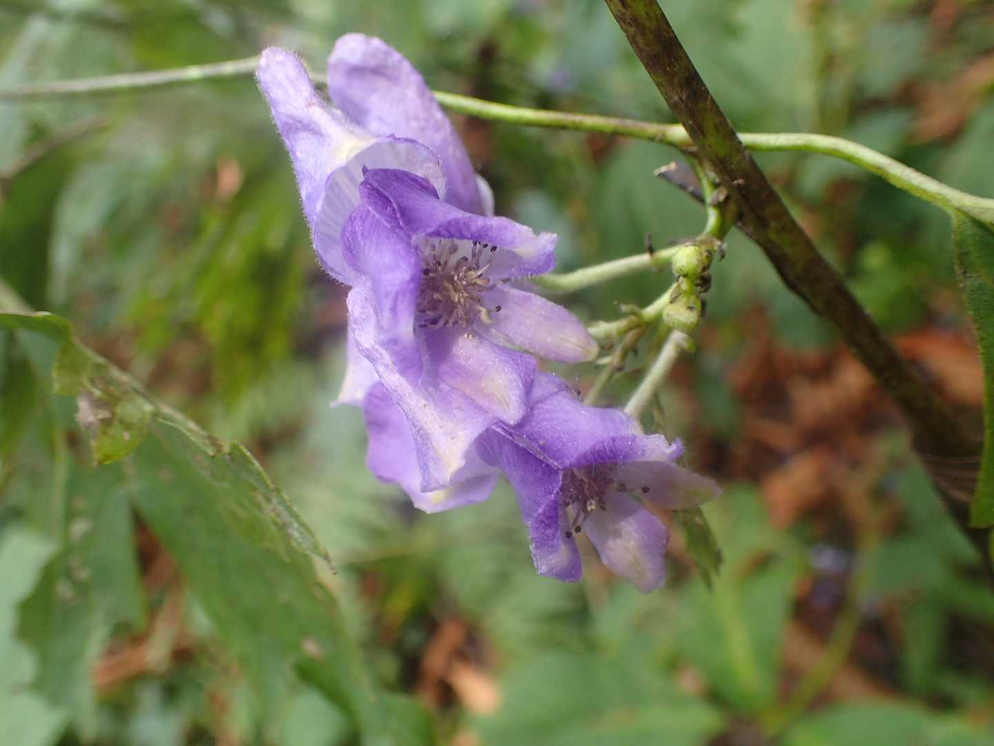 お花パラダイスのとこで。