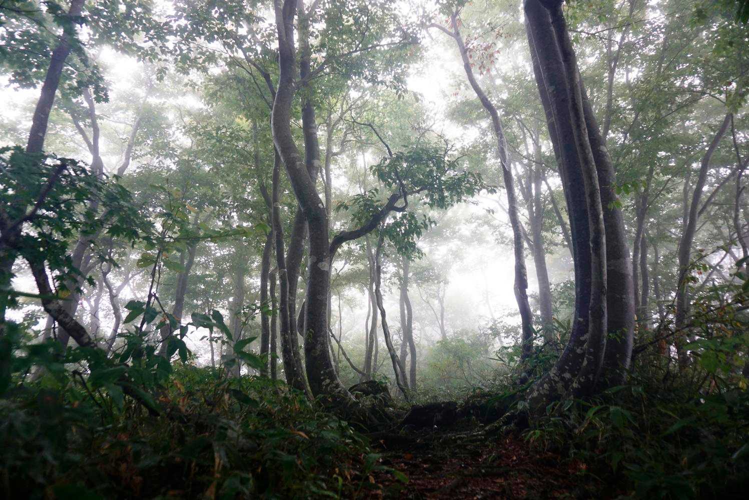 烏帽子山 往復コースの写真