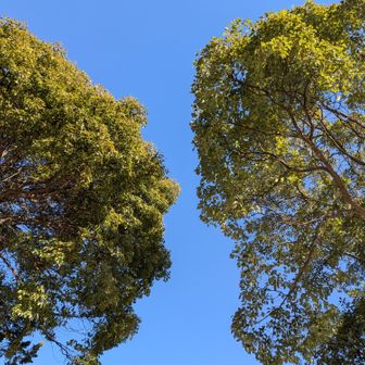 あ～長いなこの道…と思って見上げています