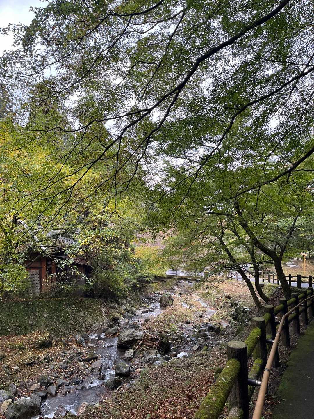 今日も無事下山、ありがとうございました😊

お初の養老山地。
とりあえず養老山スタンダードルートに裏山と表山をくっつけて周回したら、表山〜裏山ルート(登り限定)が意外に楽しかったのと笙ヶ岳から渓谷への紅葉が最高にキレイでした🤭
スタンダードルートだけだったら退屈だったかも…(←道が良すぎて😆)
