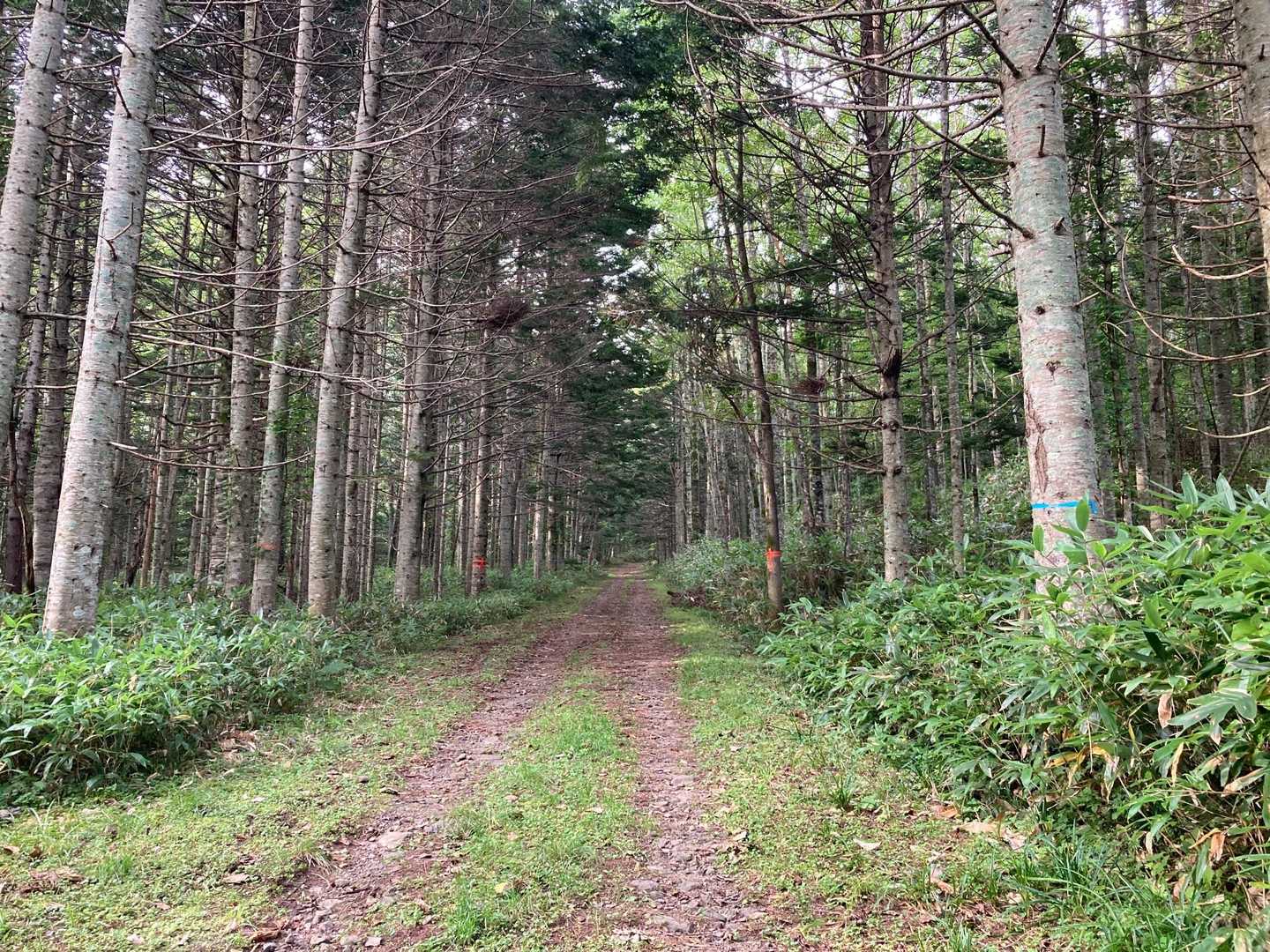 　　　　　🌲🌲一級林道🌲🌲