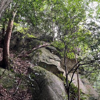 鐘掛岩を見上げる。
錆びた鎖が下り、どうやら上へ行けるみたい。

しかし、ほぼ垂直だし、夜から残る雨で足元も危ういので、上らない。

結局のところ、③八丈岩の場所が分からなかったけど、
後に調べたところでは、この鐘掛岩を乗り越えた先にある様子。