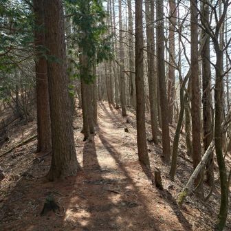 登山道はとても歩きやすい