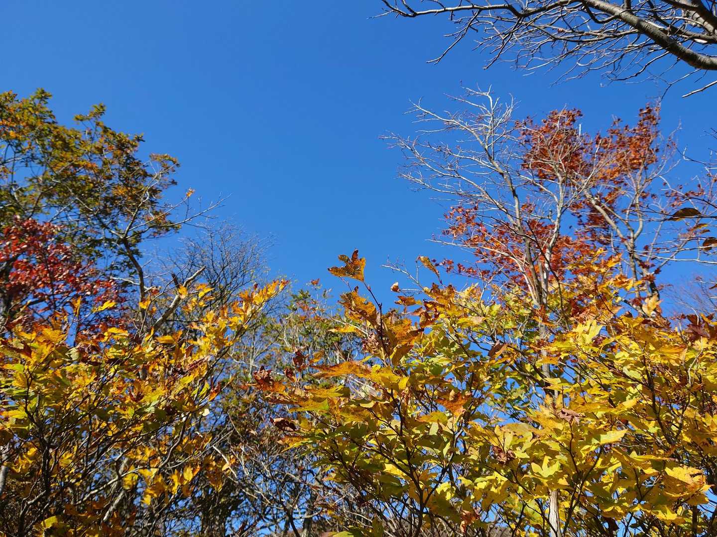 🍁と青空🟦