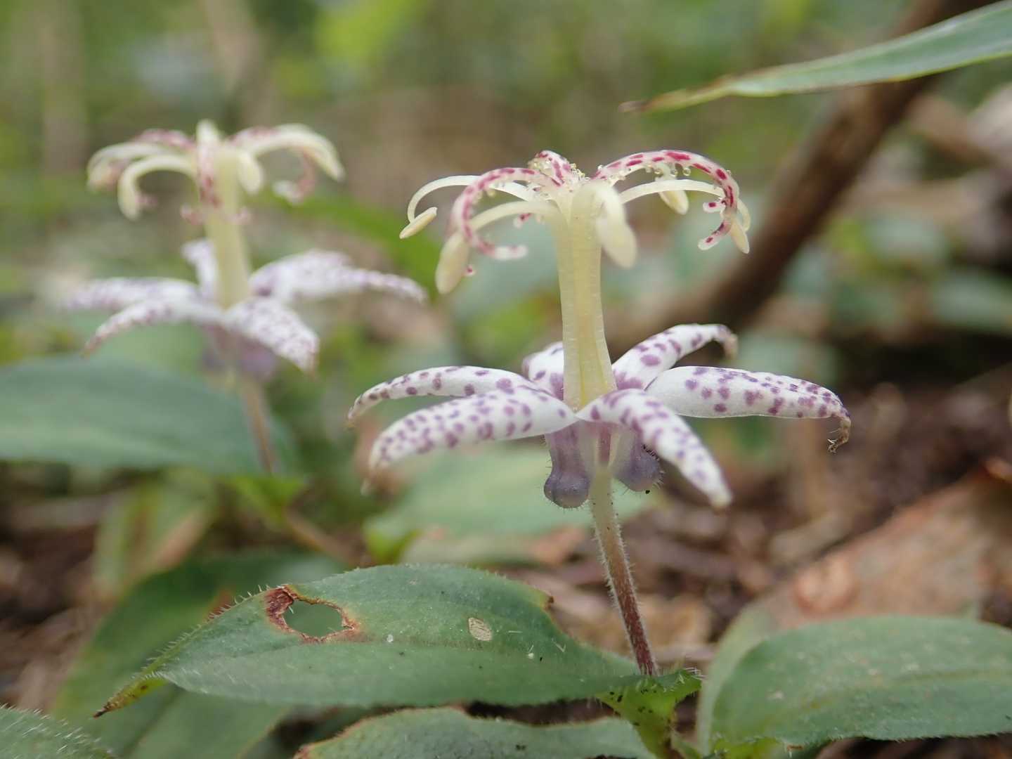 笠置山登山口-笠置山登山者休憩・記録小屋-笠置山登山道入口 往復コースの写真