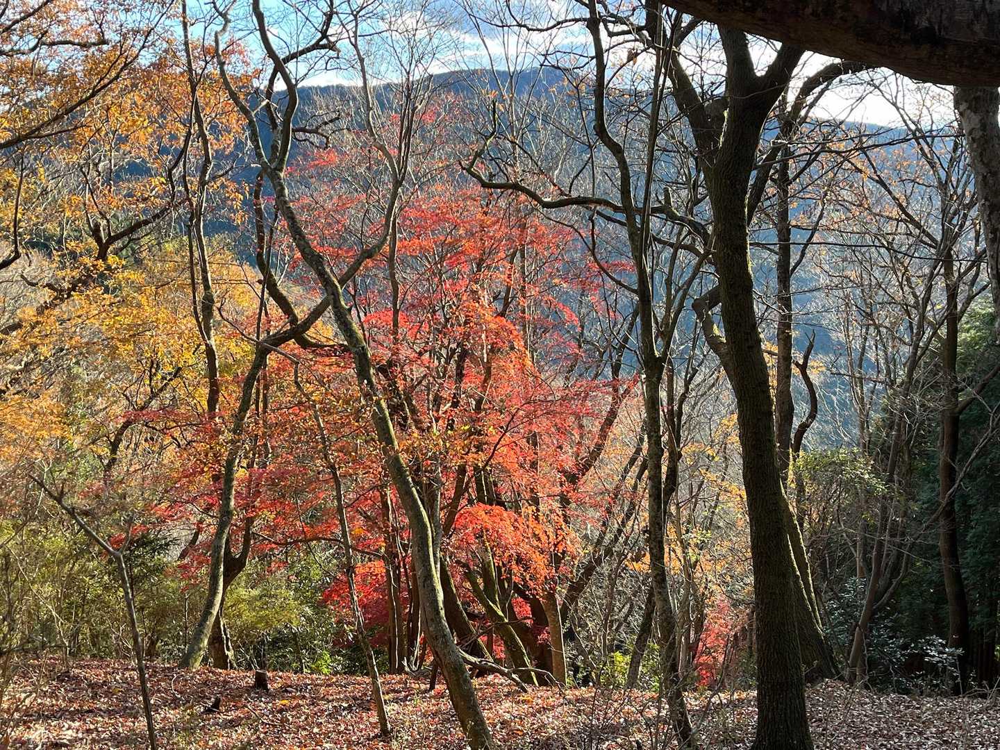 紅葉🍁も終わりかけですね！