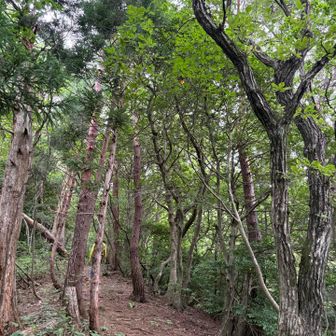 歩きやすい登山道
