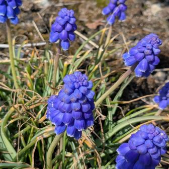 道端にムスカリ💙