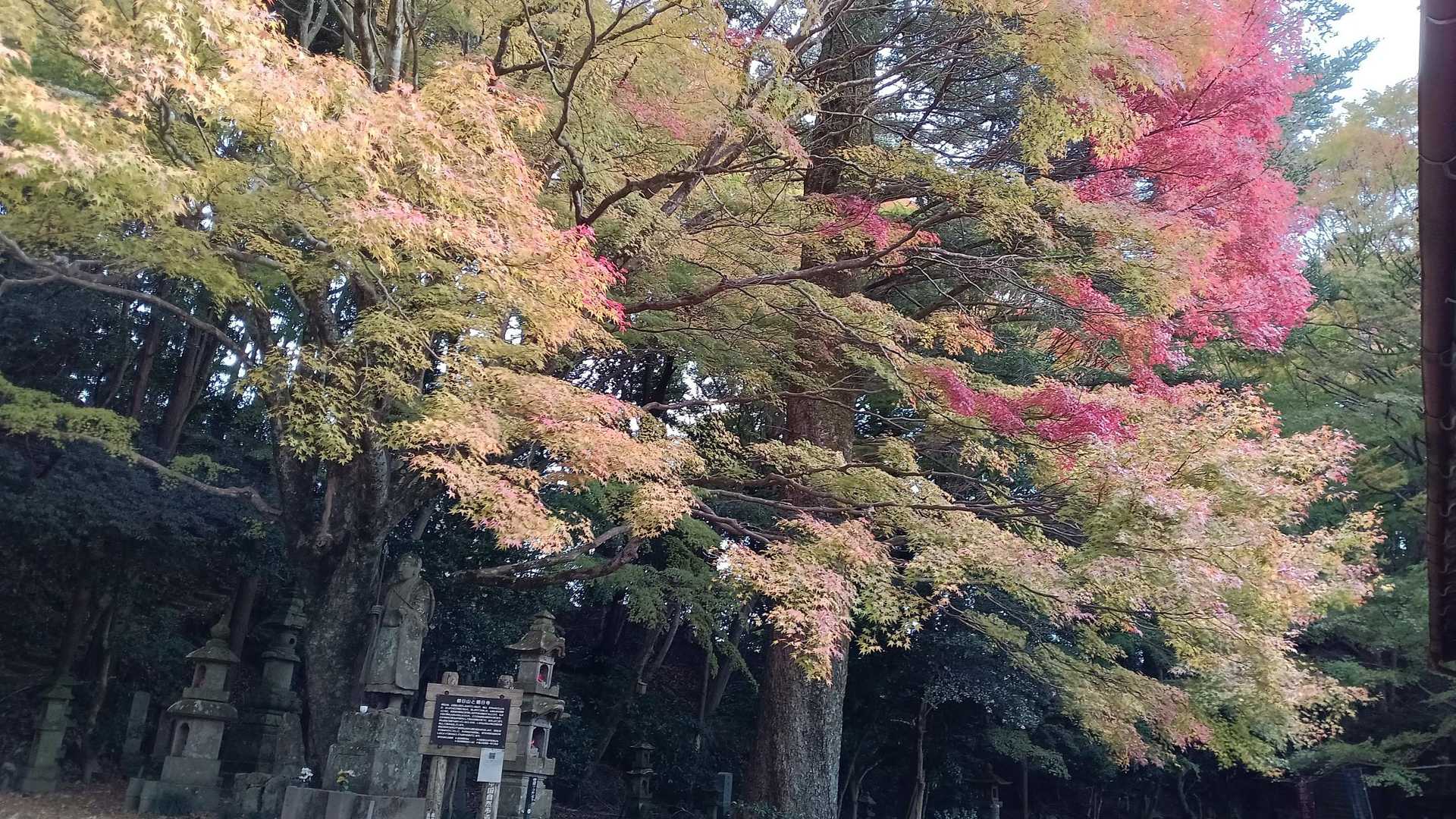 大銀杏……のはずだけど、手前の🍁も😅
