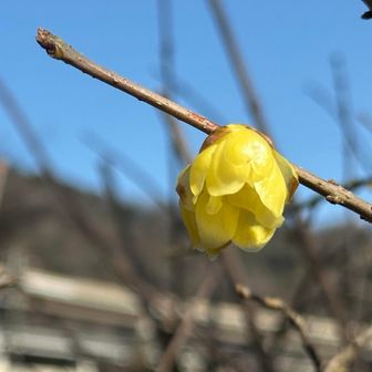 咲いてたー☺️