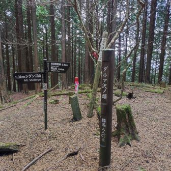 此方が頂上。

頭って名前は、川や沢の水源地の尾根、頂上に付いているそうですね。これ豆🫛（豆知識）。