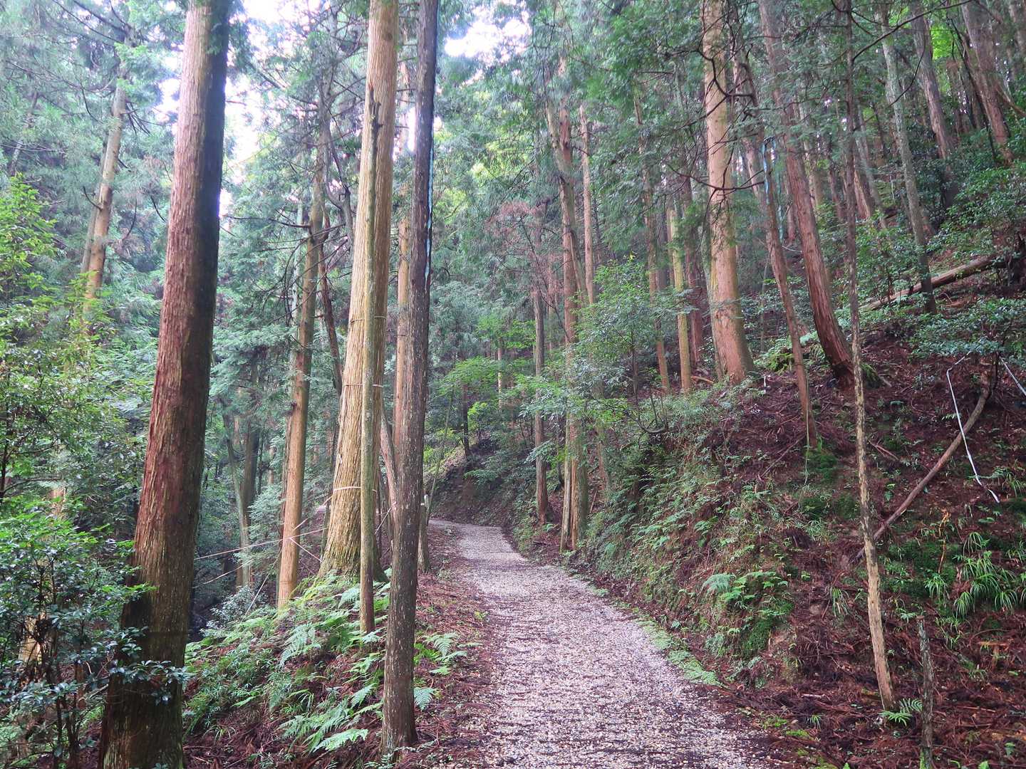 雨上がりで湿気が凄いよー💦　虫はほとんど見ませんでしたが奴はいました😩