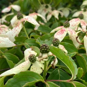 ヤマボウシ　花は終わりかけで実が出てきているのだろうか？