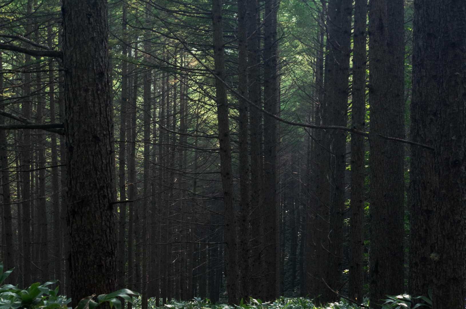 カラマツの植林の向こう、斜光に光る緑を見た瞬間、ジョージウィンストンのピアノの音色とメロディが頭の中で流れ出した
心地良いリズムで駆け下る事ができ、爽快な気分だった
