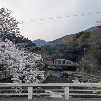 桜は湯本くらいでしか見かけず。