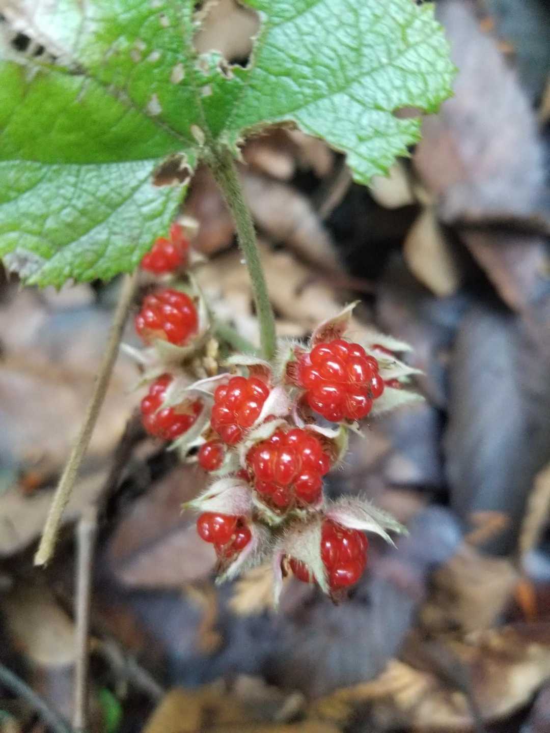 可愛い🍓