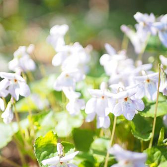 タチツボスミレの大株👍
白い花に癒されます🤍🤍🤍
🎵野に咲く花のように
　 風に吹かれて
　 野に咲く花のように
　 人をさわやかにして
（野に咲く花のように：ダ・カーポ）
