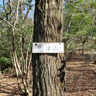 
再び 山中に 戻ってきました
一度 下山したので  キツく 感じました
志津山 山頂に 到着 です
本日 6座目 です
眺望は ございません
