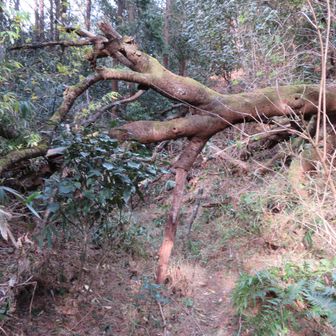 高石越から服部川駅に向かう道、倒木がたくさんあり、通過に苦労しました。