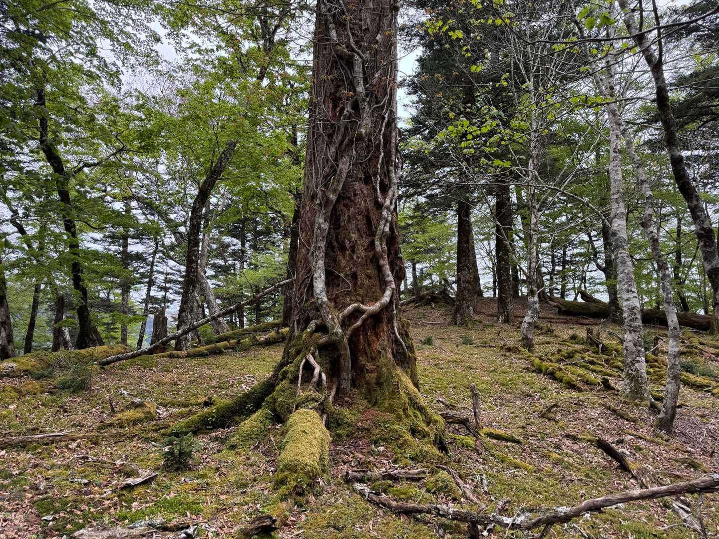 三森-麻布山-戸中山-前黒法師山-上西平山-黒法師岳 往復コースの写真
