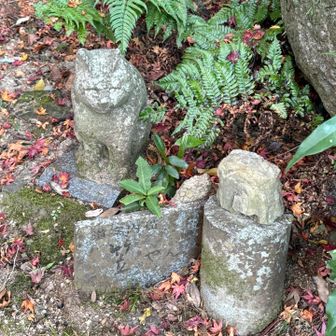 笠やんという猫がいたそうです