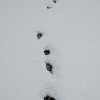 おや？
大型犬の足跡みたいです🧐