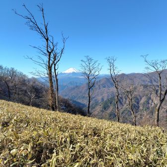 ＆安定の丹沢主脈からの🗻