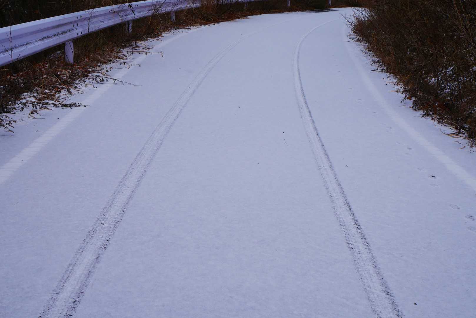 車道のところまで降りてきました。車とシカ？が通った跡。