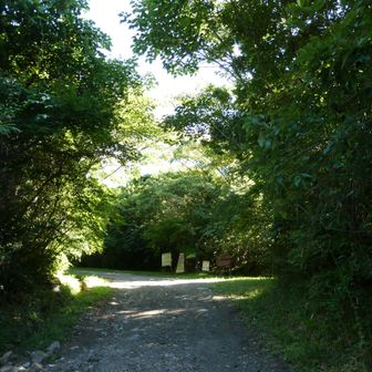 登山口手前
元気いっぱいの広葉樹が登山道を覆っています